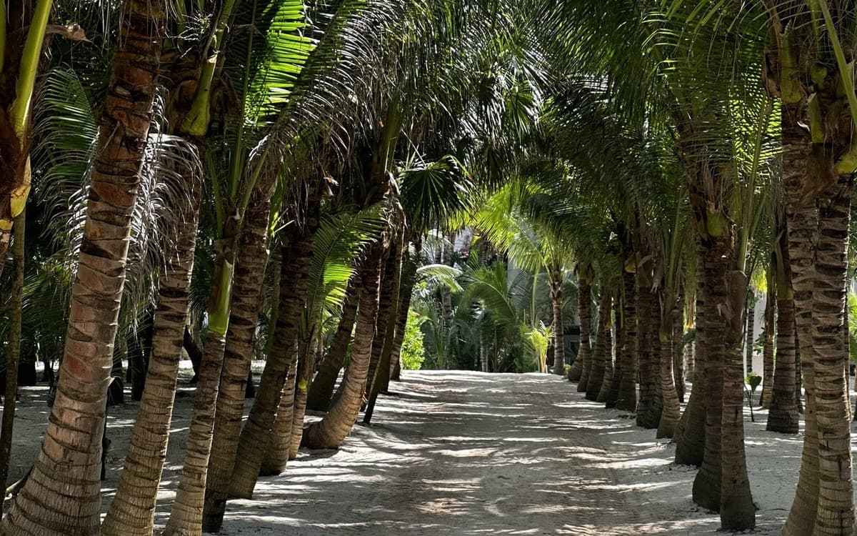 A sunlit avenue of palm trees