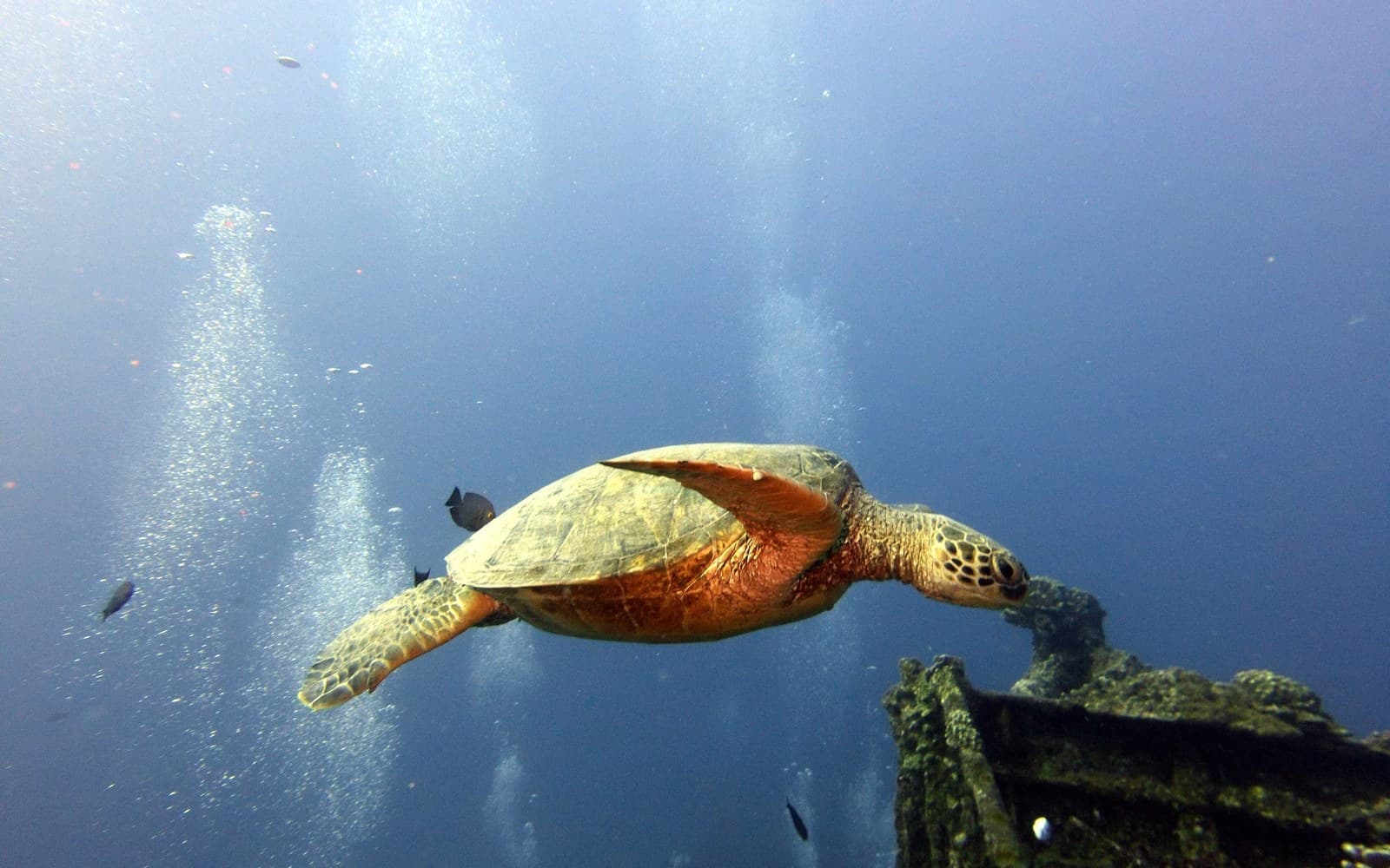 A green sea turtle over a reef