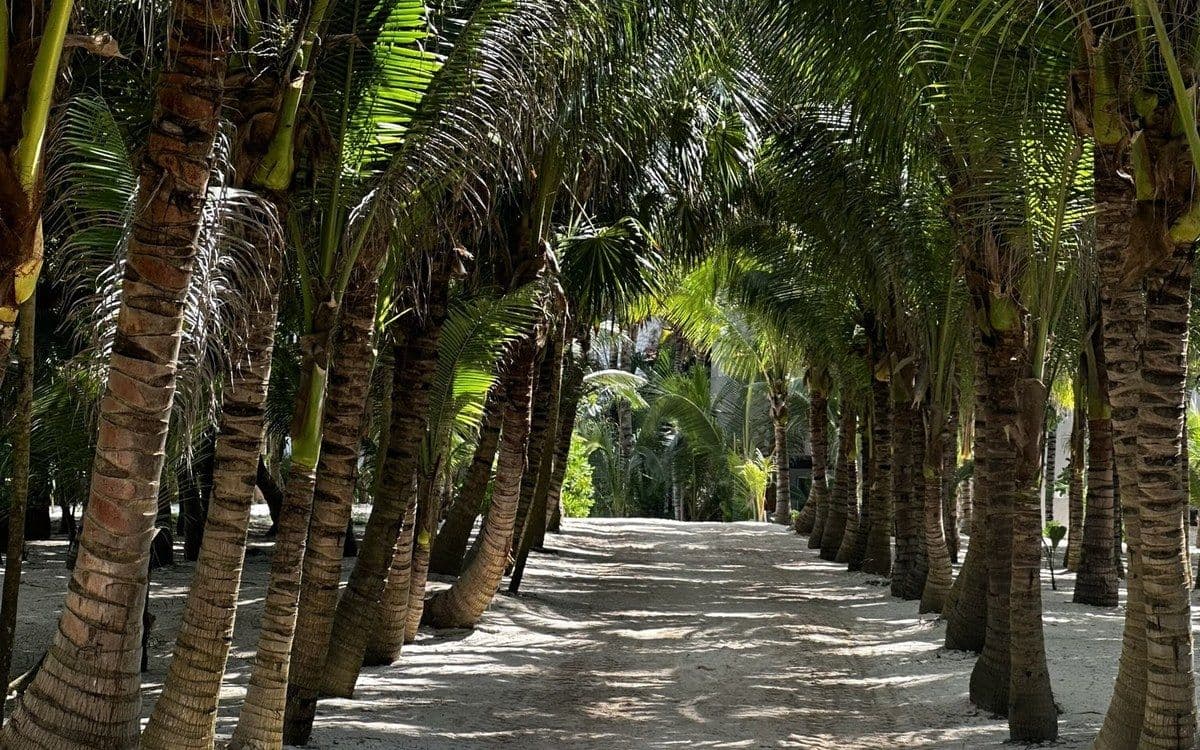 A sunlit avenue of palm trees